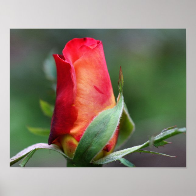 Rote Rosenknospe-Blume mit gelben Highlights Poster (Vorne)