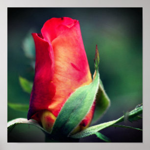 Rote Rosenknospe mit gelben Highlights Nahaufnahme Poster
