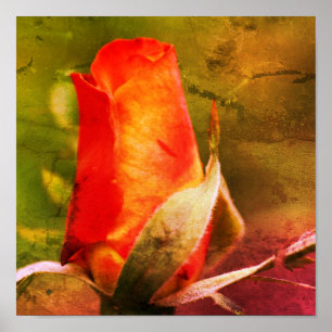 Rote Rosenknospe Nahe Kunst Poster