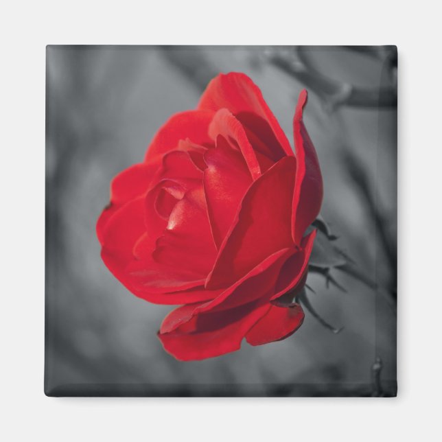 Rote Rosenmagneten Magnet (Vorne)