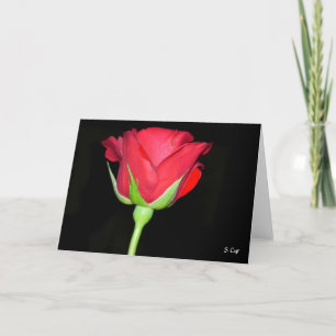 Rote Rote Rose Karte