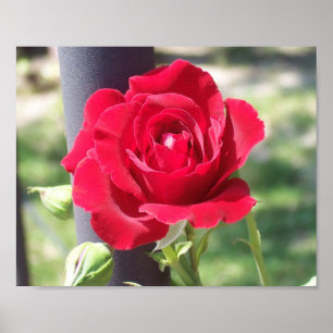 ROTE ROTE ROSE POSTER