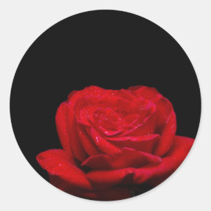 Rote Rote Rose Runder Aufkleber