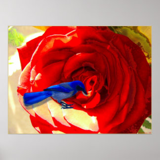 Rote Rote Rose und Blauer Vogel Poster