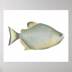 Rote Ruby-Piranha Poster