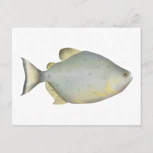 Rote Ruby-Piranha Postkarte