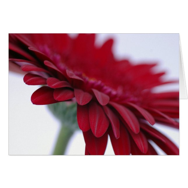 Rote Samt-Karte (Vorderseite (Horizontal))