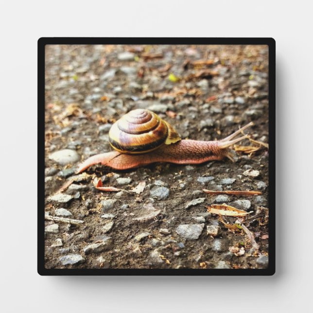 Rote Schnecke am Boden Fotoplatte (Vorderseite)