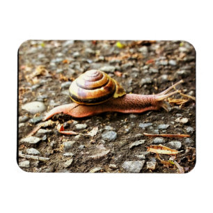Rote Schnecke am Boden Magnet