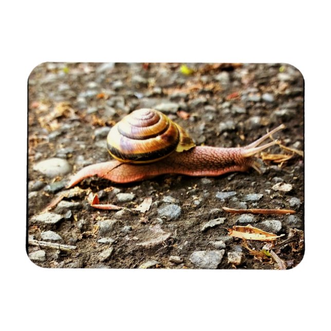 Rote Schnecke am Boden Magnet (Horizontal)