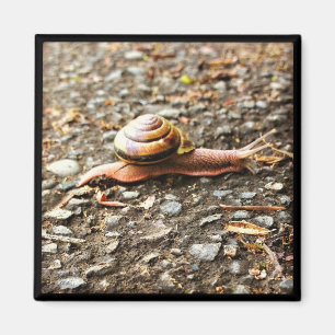 Rote Schnecke am Boden Magnet