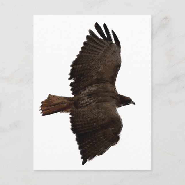 Rote Schwanz Postkarte (Vorderseite)