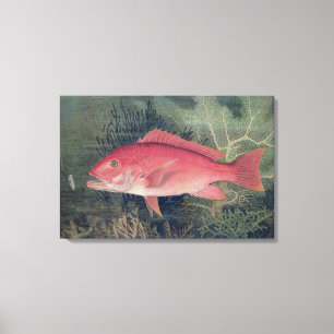 Rote Snapper, 'von den Spiel-Fischen des Leinwanddruck