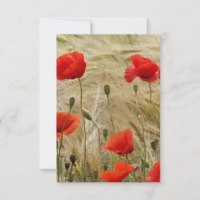 rote Sommerblume (Vorderseite)
