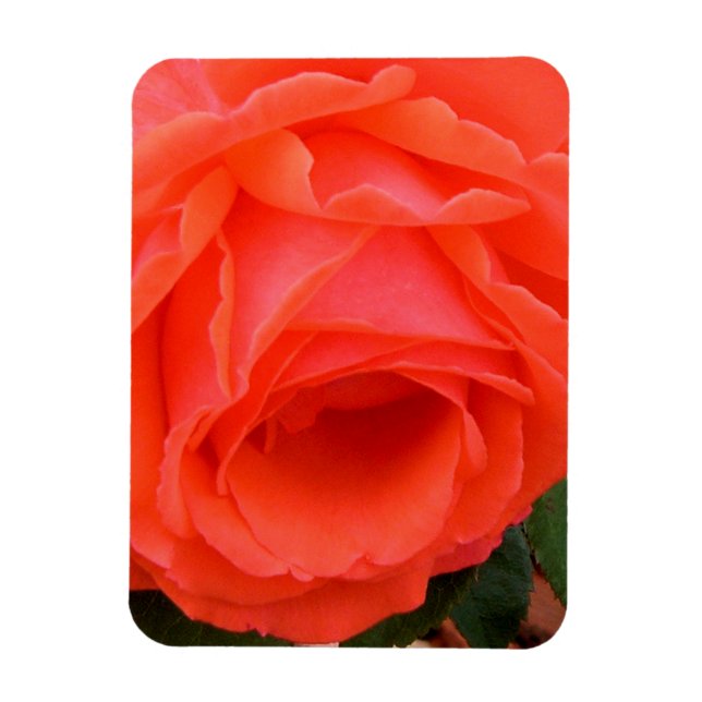 Rote Sommerrose - Magnet (Vertikal)