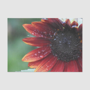 Rote Sonnenblume Grüner Hintergrund Seidenpapier