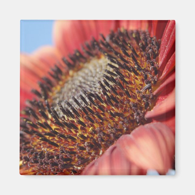 Rote Sonnenblume Magnet (Vorne)