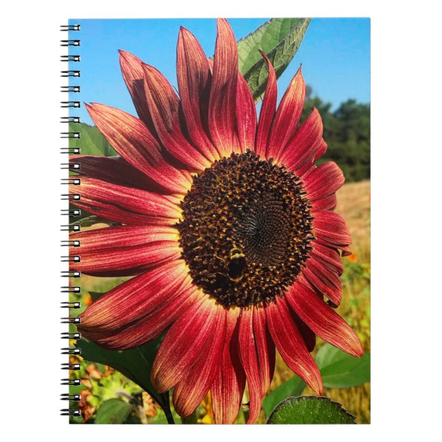 Rote Sonnenblume mit Biene Notizblock (Vorderseite)