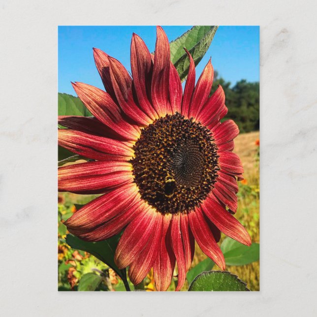 Rote Sonnenblume mit Biene Postkarte (Vorderseite)