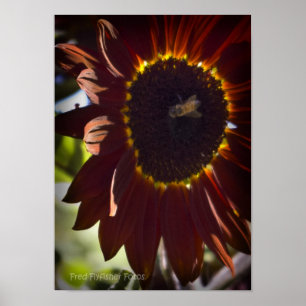 Rote Sonnenblume Poster