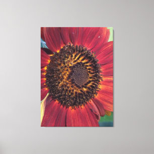 Rote Sonnenblume Wrapped Canvasdruck Leinwanddruck