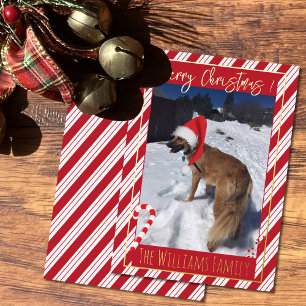 Rote Streifen Weihnachtsmann Zuckerrohr Hund Foto Folien Feiertagskarte