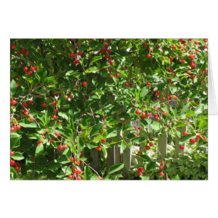 Rote Torten-Kirschen