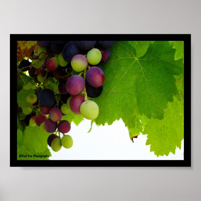 Rote Trauben am Weinstock Poster (Vorne)