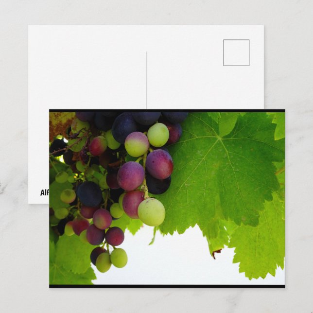 Rote Trauben am Weinstock Postkarte (Vorne/Hinten)