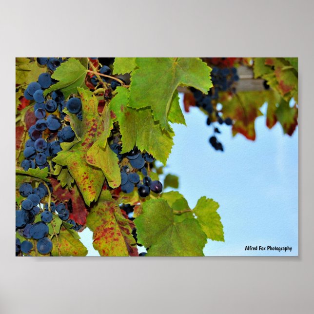 Rote Trauben Blauer Himmel Poster (Vorne)