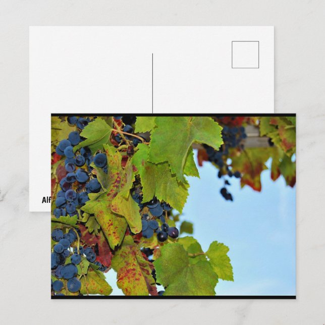 Rote Trauben Blauer Himmel Postkarte (Vorne/Hinten)