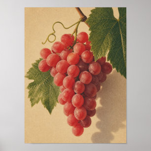 rote Trauben Stillleben Vintage Poster