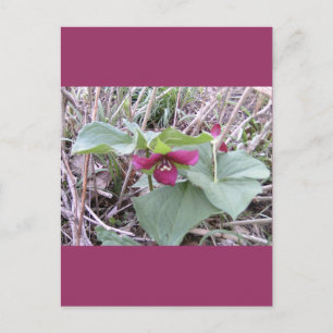 Rote Trillien Postkarte