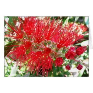 Rote Tropenflora der Bottlebrush-Blume