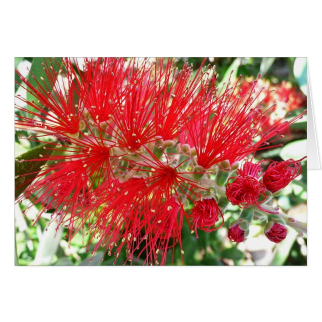 Rote Tropenflora der Bottlebrush-Blume (Vorderseite (Horizontal))