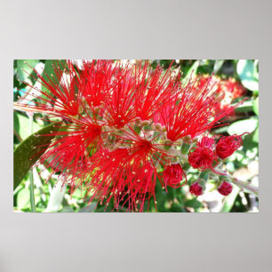 Rote Tropenflora der Bottlebrush-Blume Poster