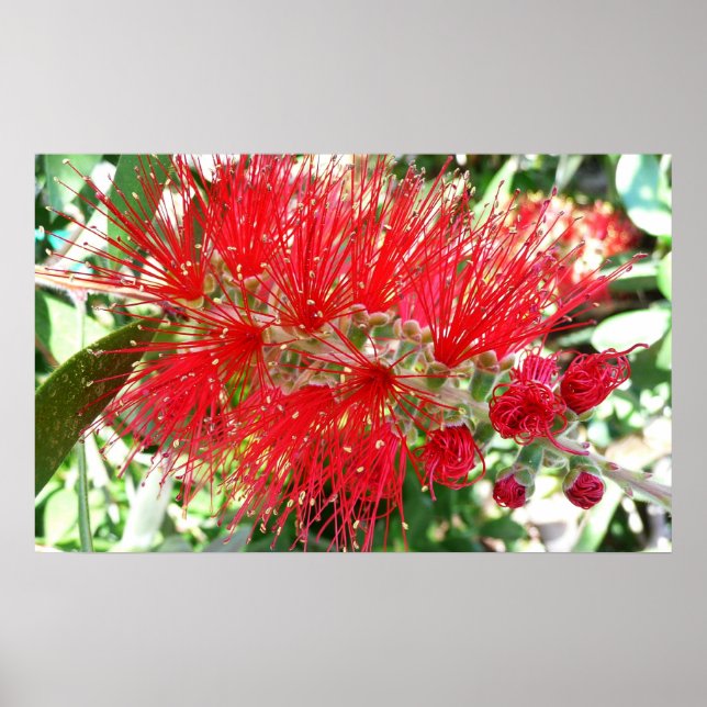 Rote Tropenflora der Bottlebrush-Blume Poster (Vorne)