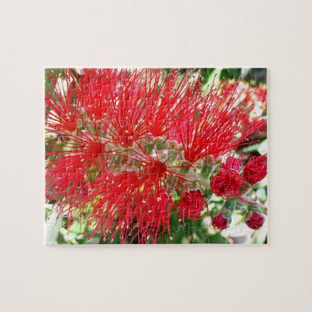Rote Tropenflora der Bottlebrush-Blume Puzzle (Horizontal)
