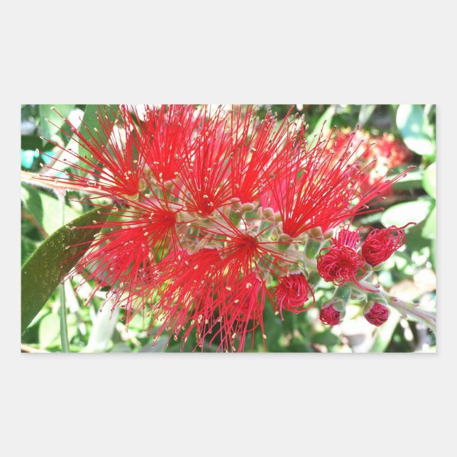 Rote Tropenflora der Bottlebrush-Blume Rechteckiger Aufkleber (Vorderseite)