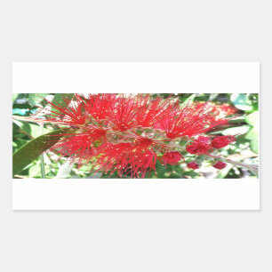 Rote Tropenflora der Bottlebrush-Blume Rechteckiger Aufkleber