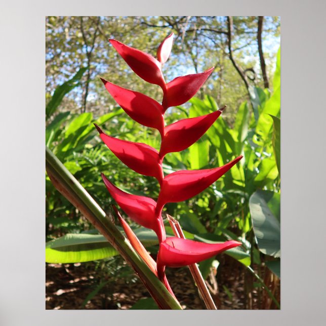 Rote tropische Blume - Heliconia Poster (Vorne)
