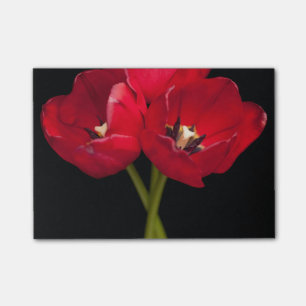 Rote Tulip Blume Schwarzer Hintergrund Flora Blume Post-it Klebezettel
