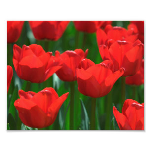 Rote Tulips für Fotografien Fotodruck