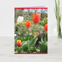 Rote Tulips Hütte Garden Frühlingsblumen Karte