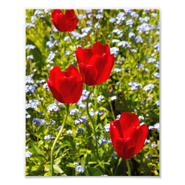 Rote Tulips in den Feldern Fotodruck (Vorne)