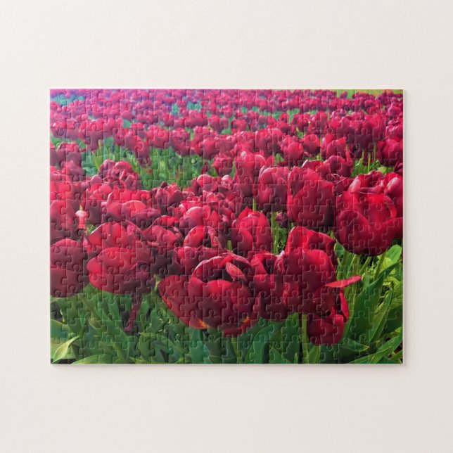 Rote Tulips in einem Feld, Oregon Puzzle (Horizontal)