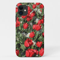 Rote Tulips und weiße Primrosen