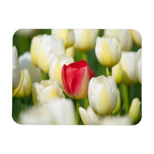 Rote Tulpe auf einem Gebiet der weißen Tulpen Magnet