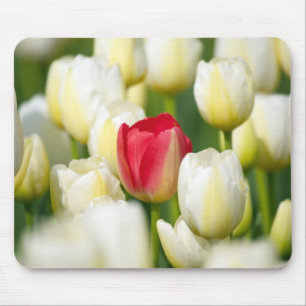 Rote Tulpe auf einem Gebiet der weißen Tulpen Mousepad
