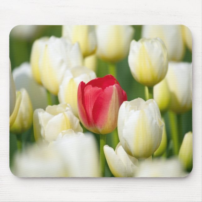 Rote Tulpe auf einem Gebiet der weißen Tulpen Mousepad (Vorne)